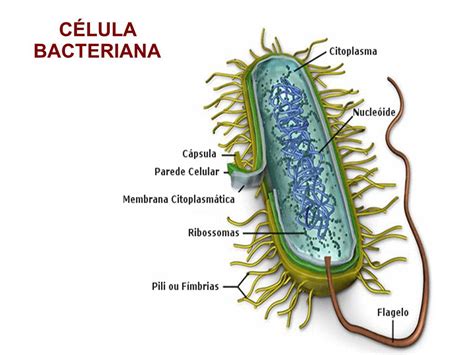 as bactérias possuem estruturas que são estudadas